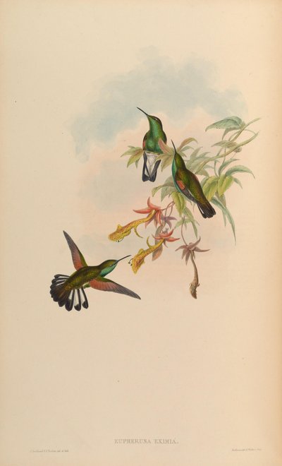 Eupherusa eximia door John Gould